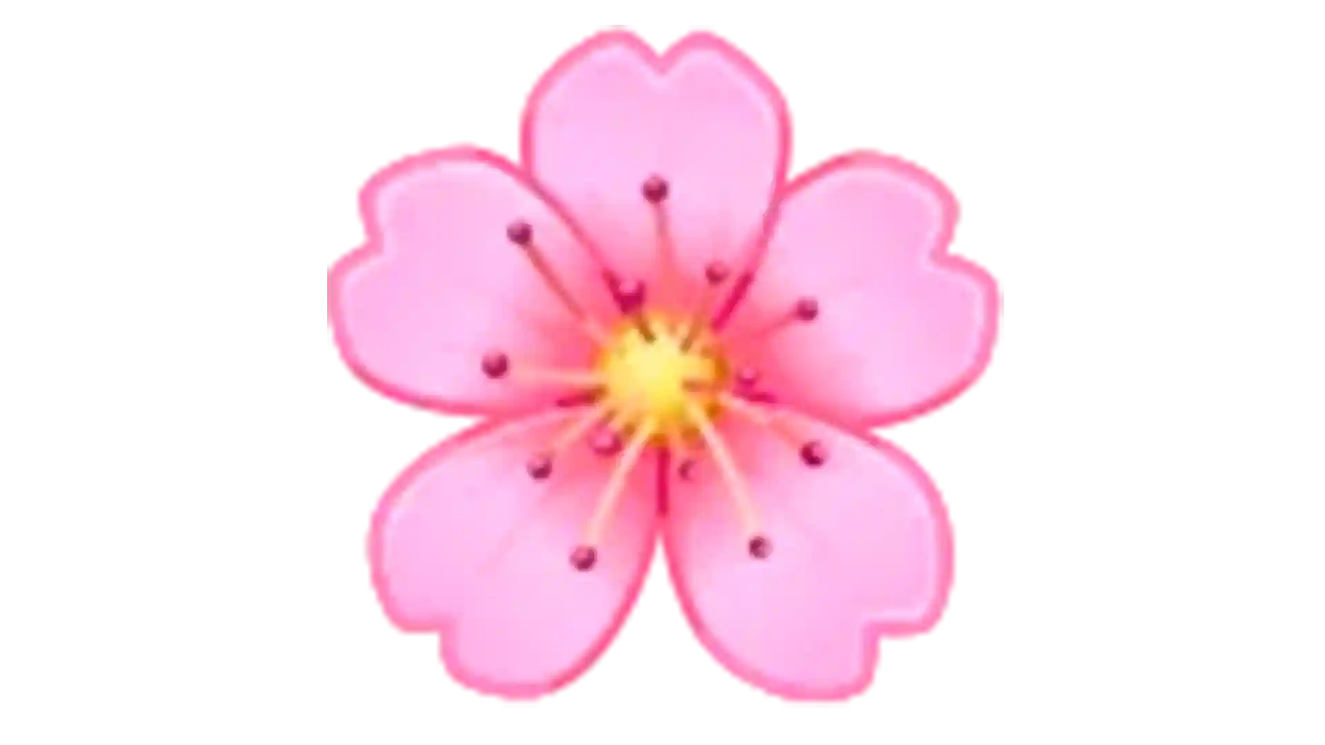 Sakura Flower [random]